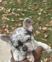 Molly, a female French Bulldog for sale in Tucker, GA – Photo 5 of 5