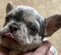 Molly, a female French Bulldog for sale in Tucker, GA – Photo 4 of 5