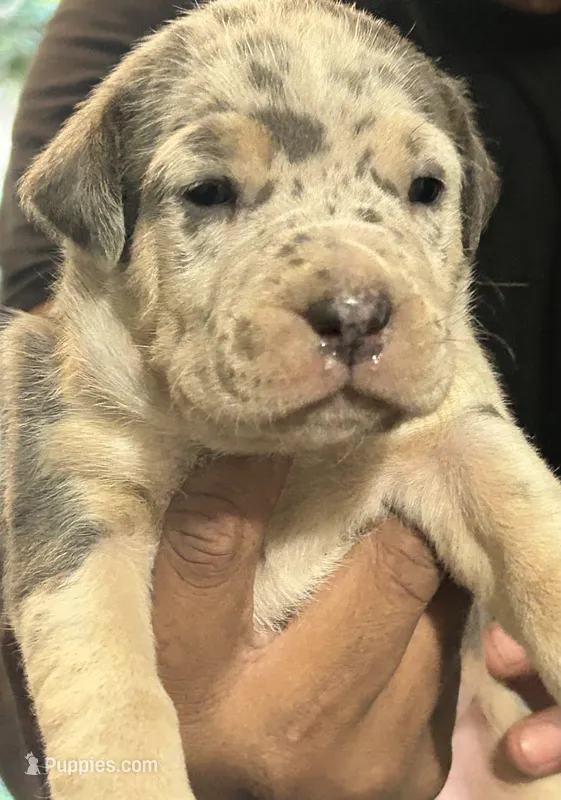 Lena – American Bully puppy for sale in Tucker, GA