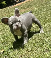 Jimbo, a male French Bulldog for sale in Tucker, GA – 2 of 10