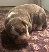 Flow, a female American Bully for sale in Tucker, GA – 2 of 2