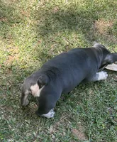 Billy, a male French Bulldog for sale in Tucker, GA – 8 of 8