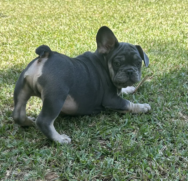 Billy – French Bulldog puppy for sale in Tucker, GA