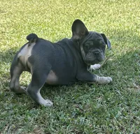 Billy, a male French Bulldog for sale in Tucker, GA – 1 of 8