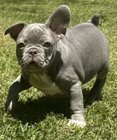 Jimbo, a male French Bulldog for sale in Tucker, GA – 8 of 10