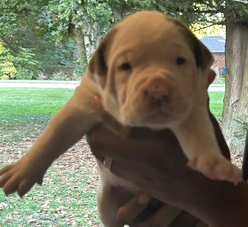Tina – American Bully puppy for sale in Tucker, GA