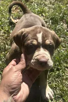Tee, a female American Bully for sale in Tucker, GA – 5 of 9