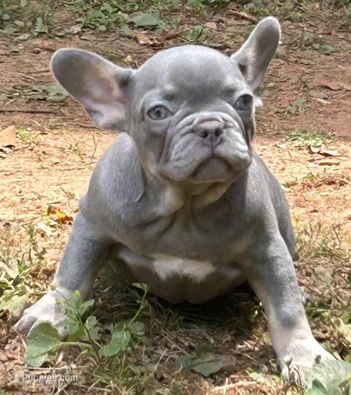 Mia – French Bulldog puppy for sale in Tucker, GA