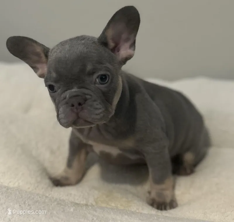 Mia – French Bulldog puppy for sale in Tucker, GA