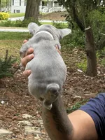 Mikey, a male French Bulldog for sale in Tucker, GA – Photo 3 of 3