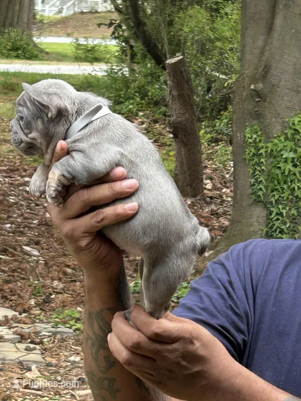 Mikey – French Bulldog puppy for sale in Tucker, GA