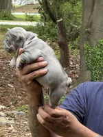 Mikey, a male French Bulldog for sale in Tucker, GA – Photo 1 of 3