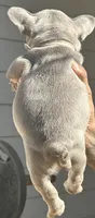 Mia, a female French Bulldog for sale in Tucker, GA – Photo 3 of 4
