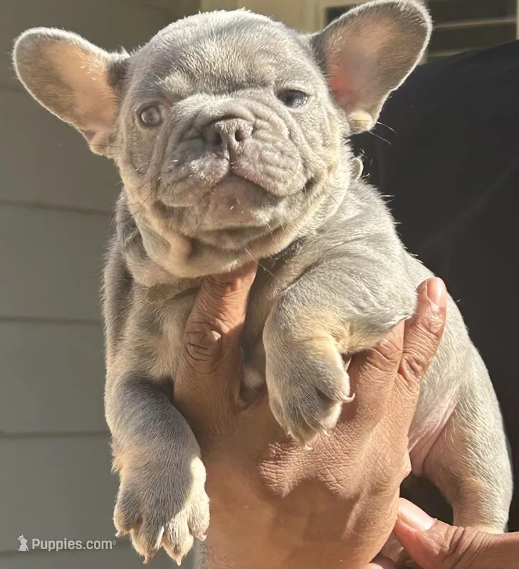 Mia – French Bulldog puppy for sale in Tucker, GA