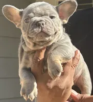 Mia, a female French Bulldog for sale in Tucker, GA – Photo 1 of 4