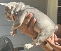 Mia, a female French Bulldog for sale in Tucker, GA – Photo 4 of 4