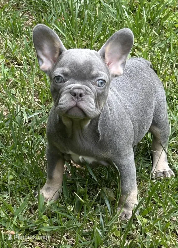 Mia – French Bulldog puppy for sale in Tucker, GA