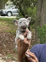Mikey, a male French Bulldog for sale in Tucker, GA – Photo 2 of 3
