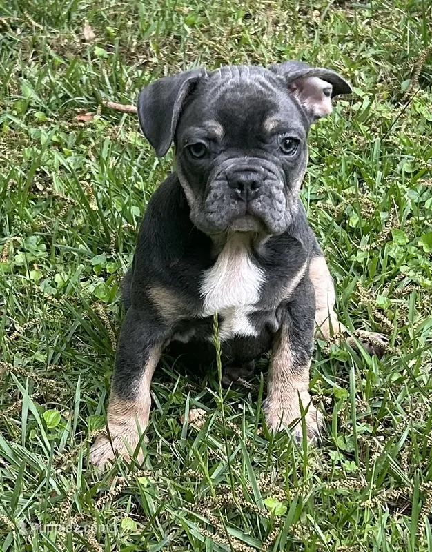Bruce – French Bulldog puppy for sale in Tucker, GA