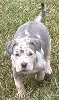 Lena, a female American Bully for sale in Tucker, GA – 6 of 7