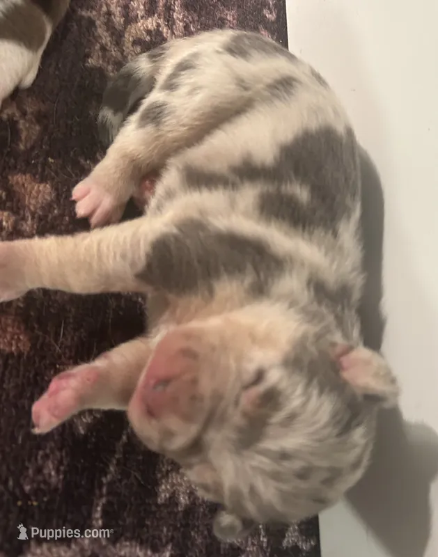 Lena – American Bully puppy for sale in Tucker, GA