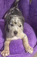 Lena, a female American Bully for sale in Tucker, GA – 3 of 7