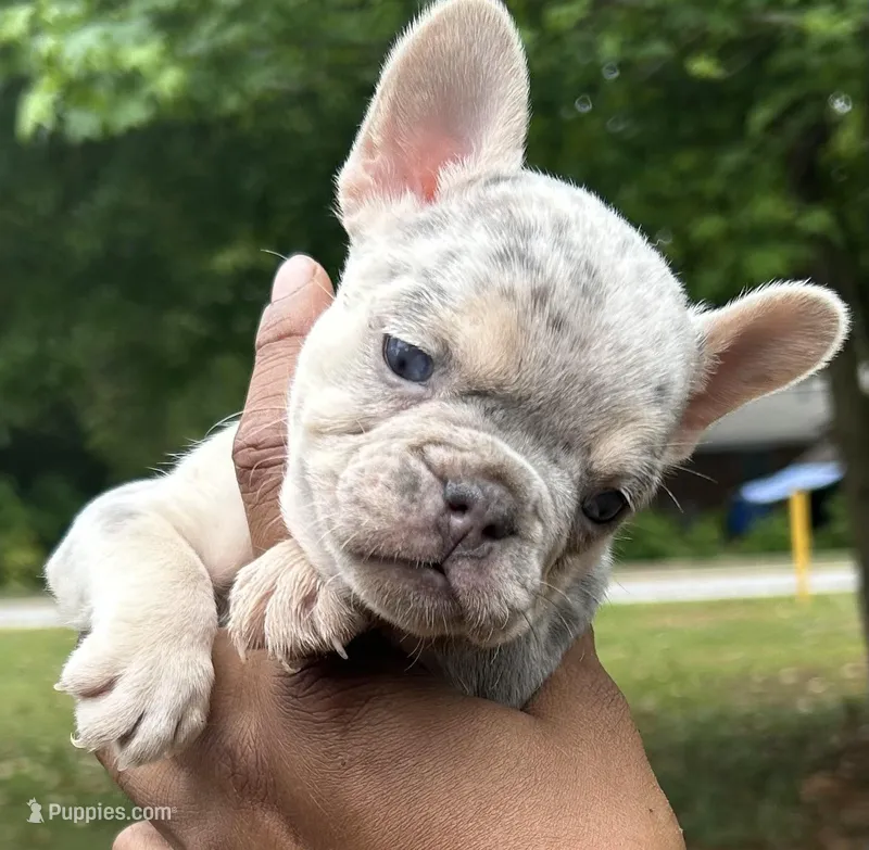 Sasha, a female French Bulldog for sale in Tucker, GA – Photo 1 of 3