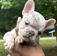 Sasha, a female French Bulldog for sale in Tucker, GA – Photo 1 of 3