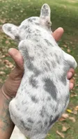 Sasha, a female French Bulldog for sale in Tucker, GA – Photo 3 of 3