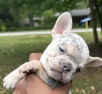 Sasha, a female French Bulldog for sale in Tucker, GA – Photo 2 of 3