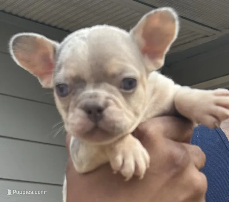 Sherry – French Bulldog puppy for sale in Tucker, GA