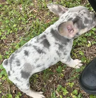 Sherry, a female French Bulldog for sale in Tucker, GA – 7 of 7