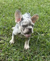 Sherry, a female French Bulldog for sale in Tucker, GA – 6 of 7