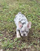 Sherry, a female French Bulldog for sale in Tucker, GA – 5 of 7