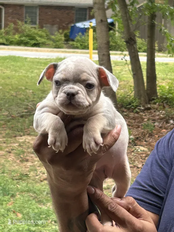 Sherry – French Bulldog puppy for sale in Tucker, GA