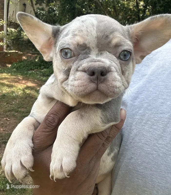 Sherry – French Bulldog puppy for sale in Tucker, GA