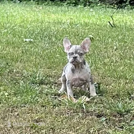 Sherry – French Bulldog puppy for sale in Tucker, GA