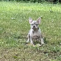 Sherry, a female French Bulldog for sale in Tucker, GA – 1 of 7