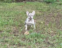 Sherry, a female French Bulldog for sale in Tucker, GA – 3 of 7