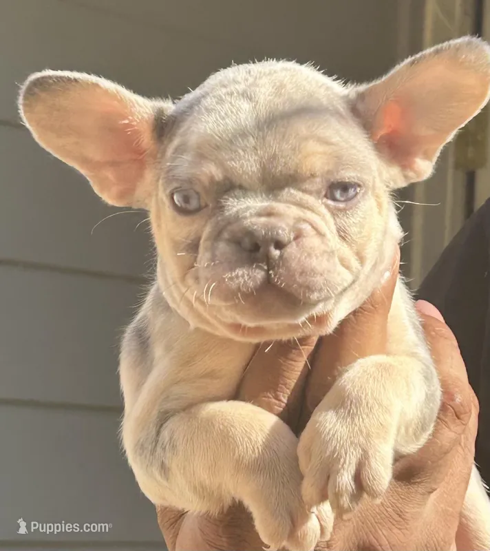 Sherry – French Bulldog puppy for sale in Tucker, GA