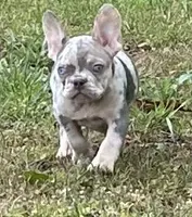 Sherry, a female French Bulldog for sale in Tucker, GA – 2 of 7