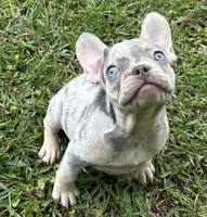 Sherry, a female French Bulldog for sale in Tucker, GA – 4 of 7