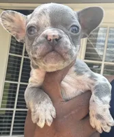 Mary, a female French Bulldog for sale in Tucker, GA – Photo 3 of 7