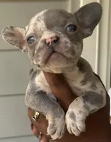 Mary, a female French Bulldog for sale in Tucker, GA – Photo 2 of 7