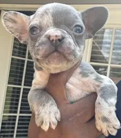Mary, a female French Bulldog for sale in Tucker, GA – Photo 4 of 7