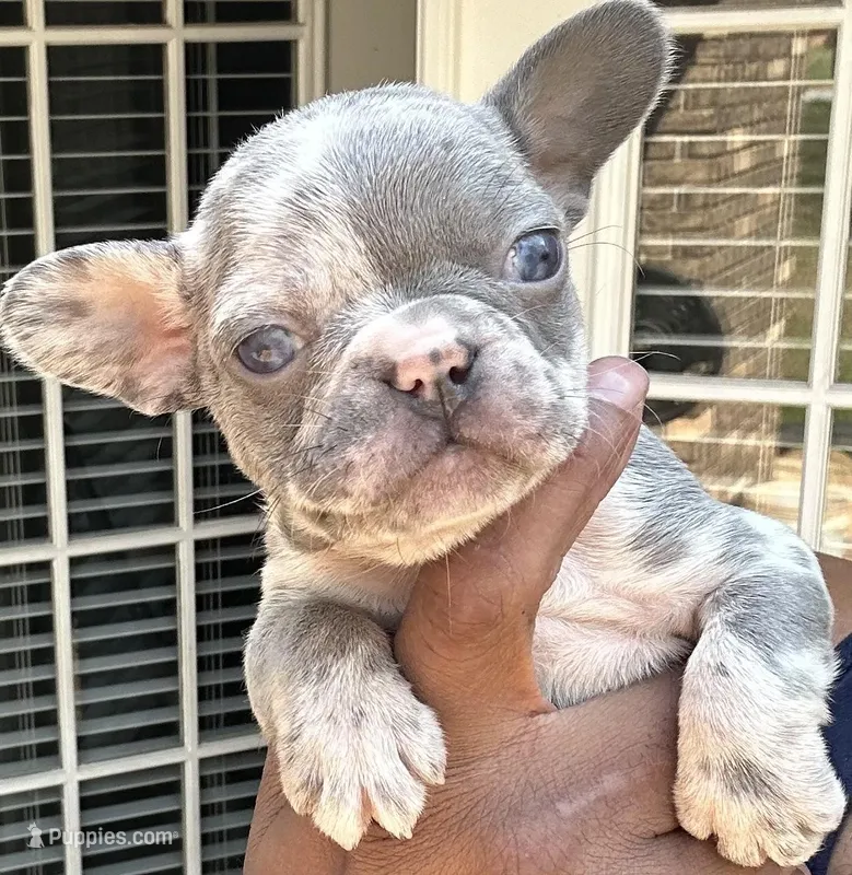 Mary – French Bulldog puppy for sale in Tucker, GA