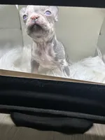 Mary, a female French Bulldog for sale in Tucker, GA – Photo 7 of 7