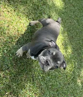 Bruce, a male French Bulldog for sale in Tucker, GA – 5 of 9
