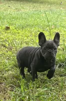 Blue, a male French Bulldog for sale in Tucker, GA – 4 of 6