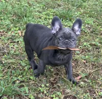 Blue, a male French Bulldog for sale in Tucker, GA – 6 of 6